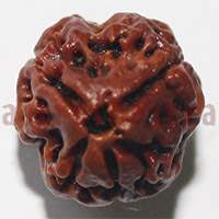 3 mukhi 24938 21mm